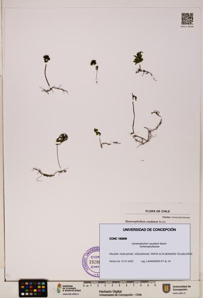 Hymenophyllum caudatum [Espécimen: UDEC:CONC:0192809]