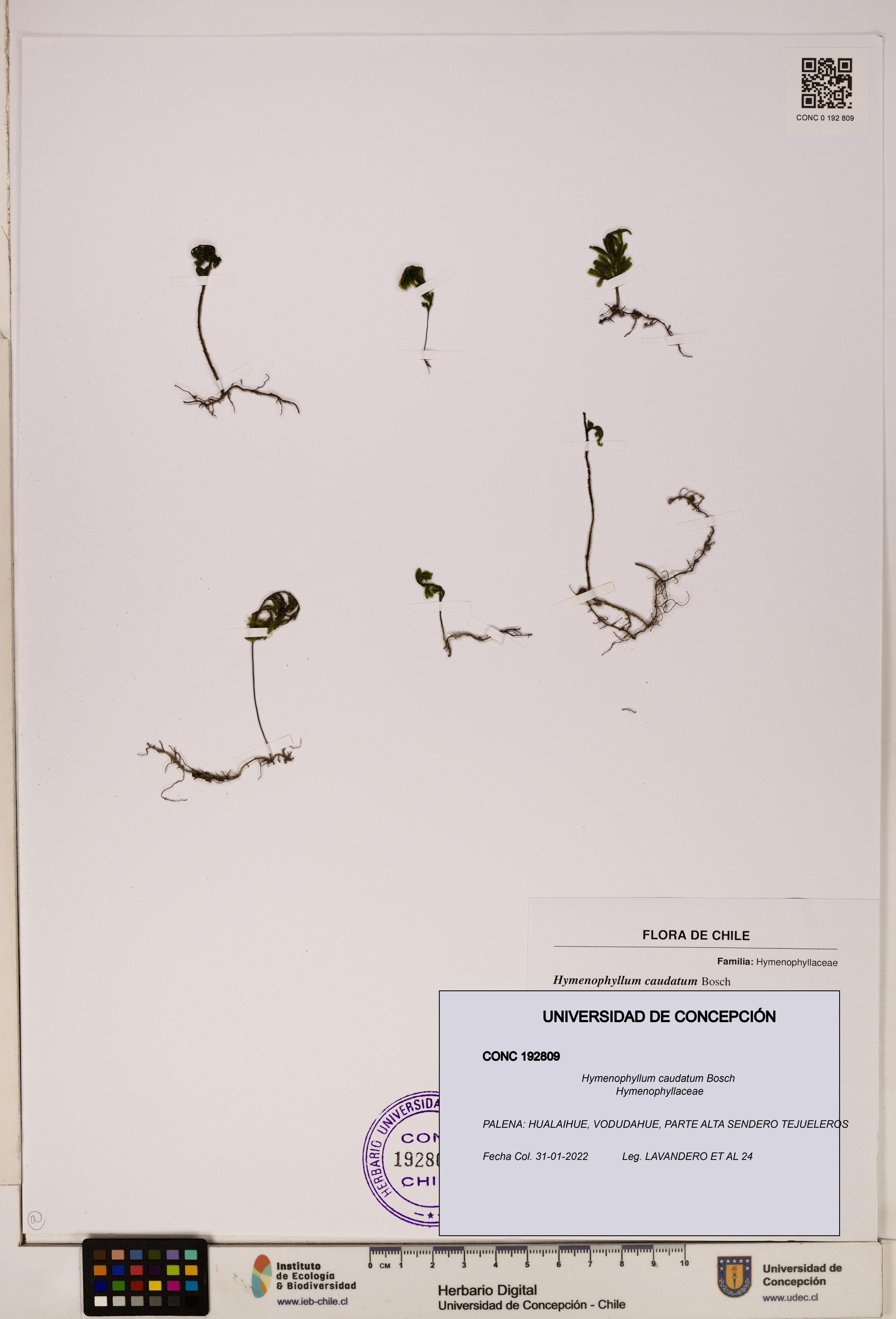 Hymenophyllum caudatum [Espécimen: UDEC:CONC:0192809]