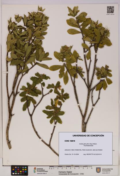 Ovidia pillo-pillo [Espécimen: UDEC:CONC:0192818]