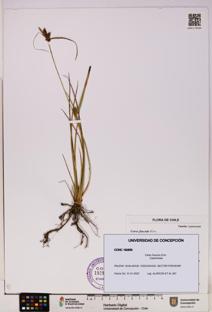 Carex fuscula [Espécimen: UDEC:CONC:0192850]