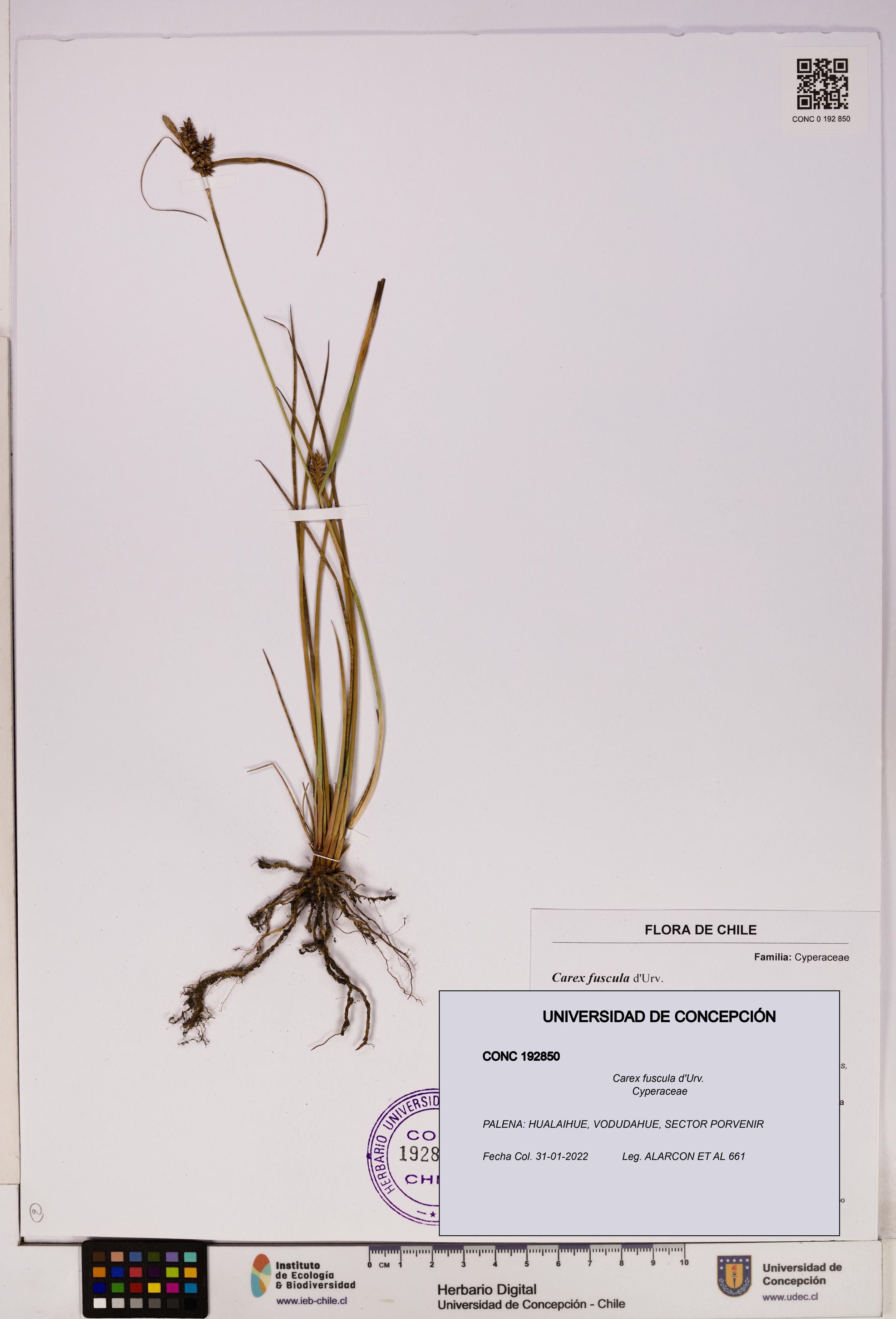 Carex fuscula [Espécimen: UDEC:CONC:0192850]