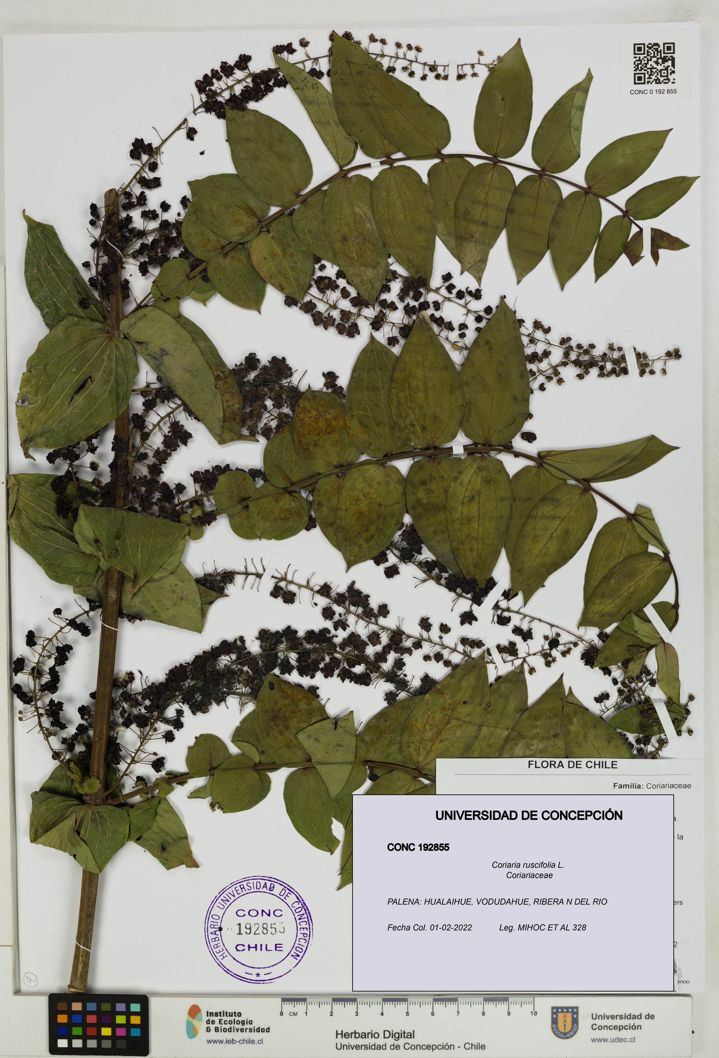 Coriaria ruscifolia [Espécimen: ]