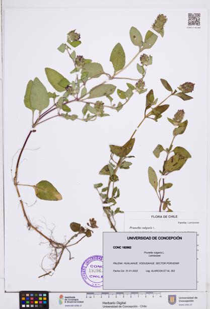 Prunella vulgaris [Espécimen: ]