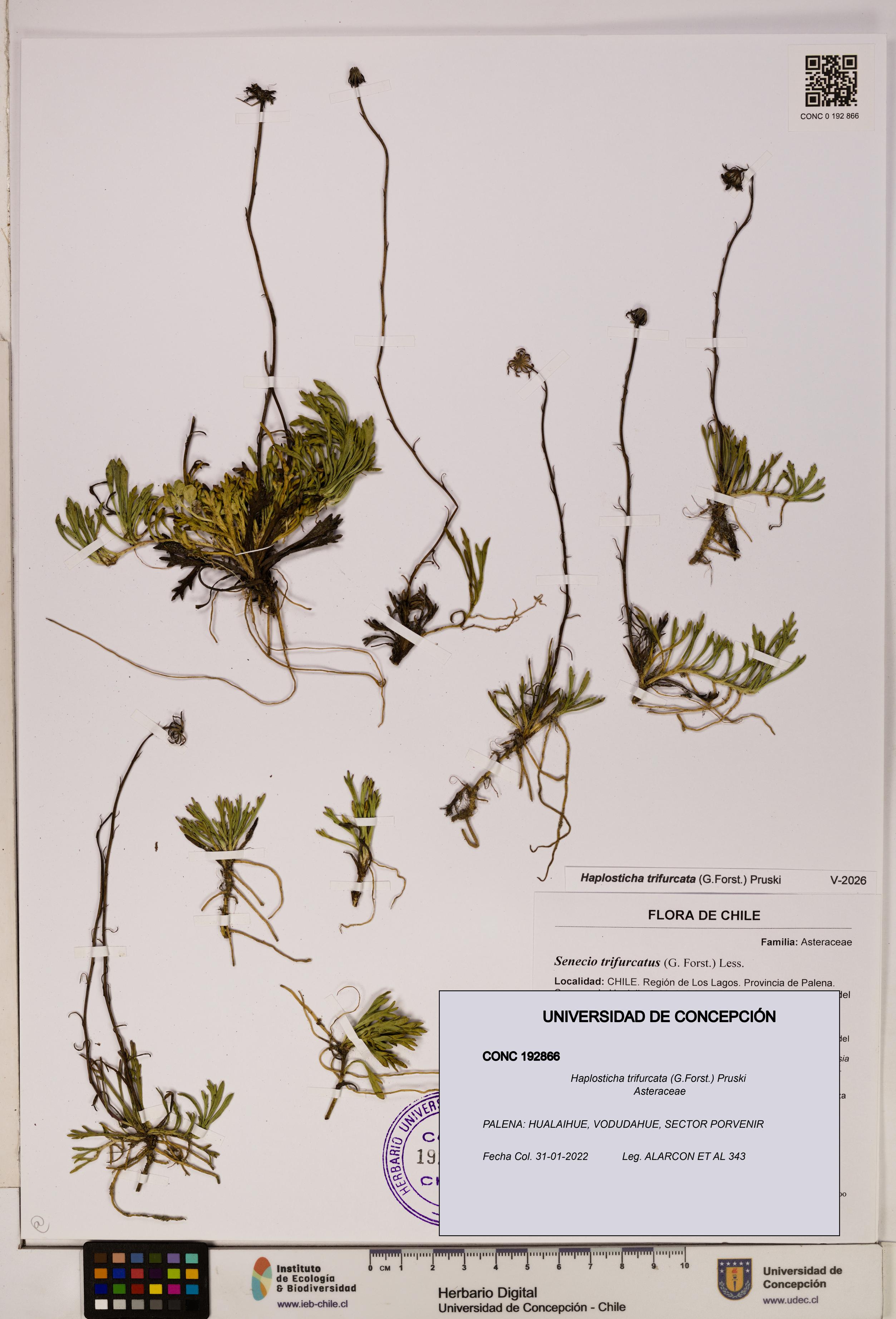 Haplosticha trifurcata [Espécimen: UDEC:CONC:0192866]