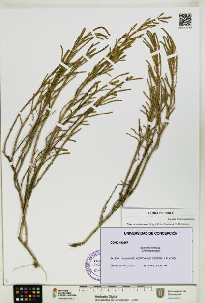 Sarcocornia neei [Espécimen: UDEC:CONC:0192867]