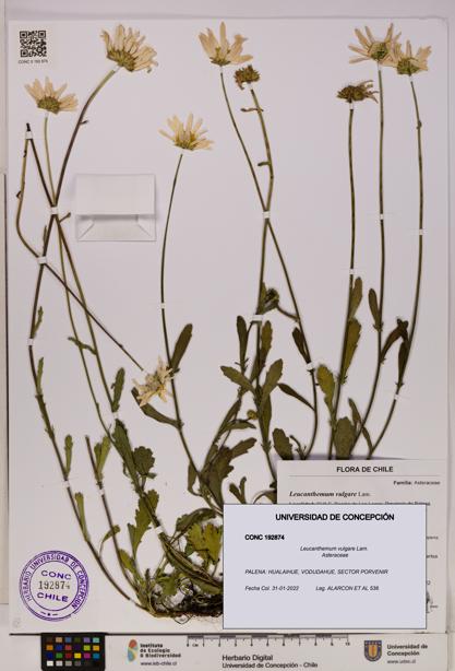 Leucanthemum vulgare [Espécimen: UDEC:CONC:0192874]