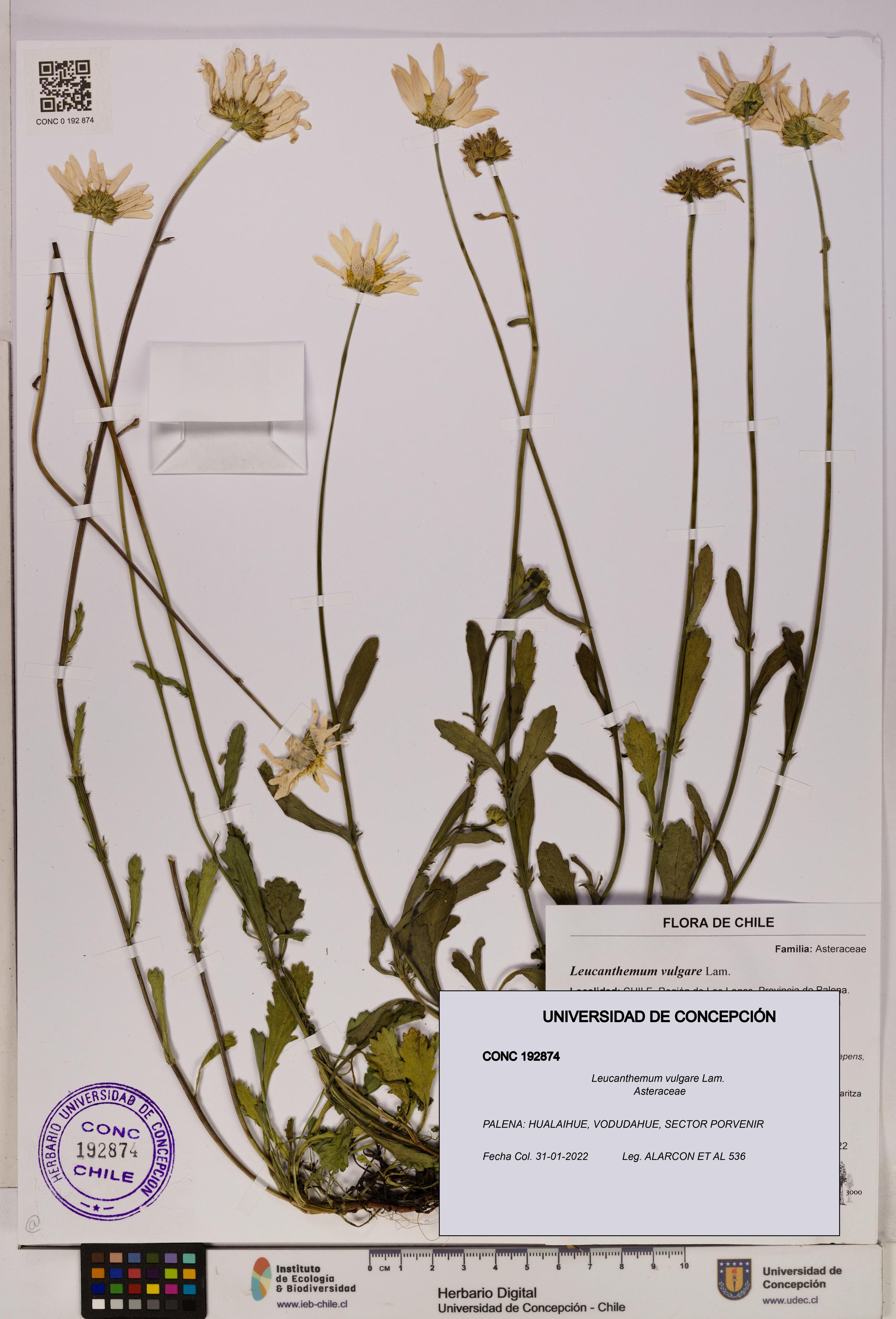 Leucanthemum vulgare [Espécimen: UDEC:CONC:0192874]