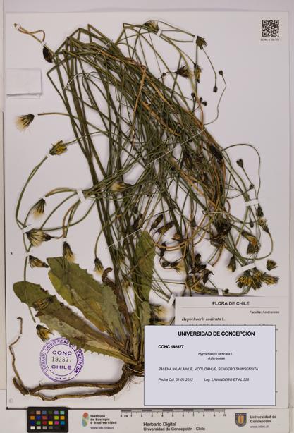 Hypochaeris radicata [Espécimen: UDEC:CONC:0192877]