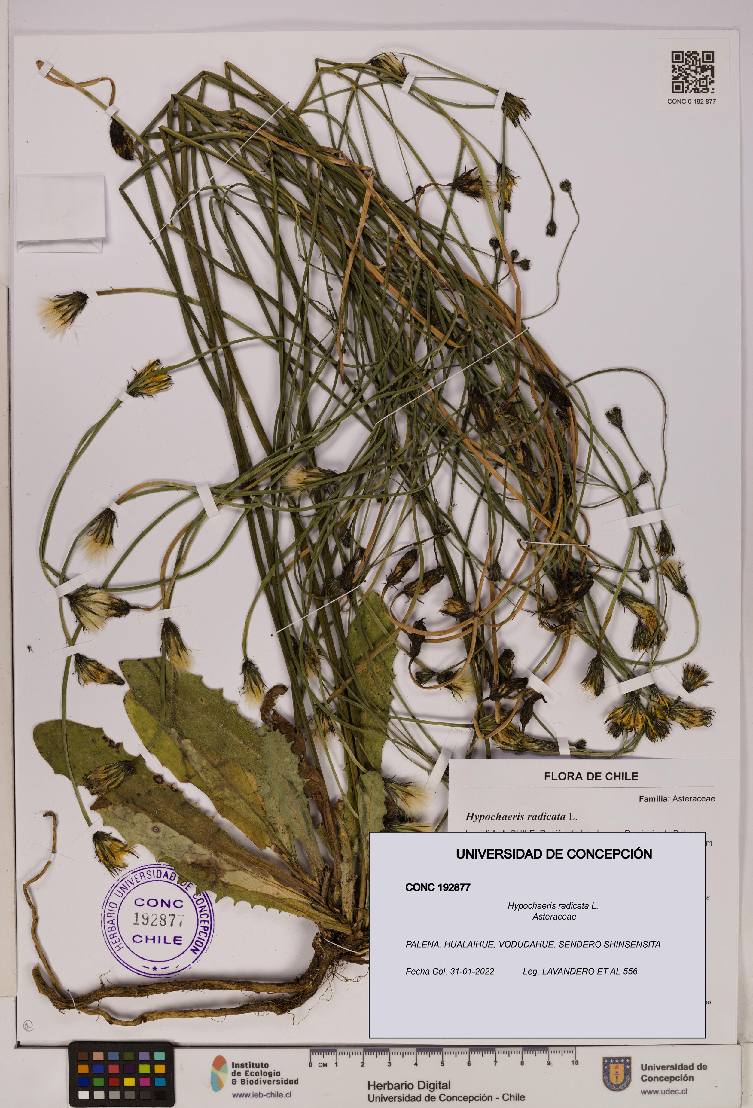 Hypochaeris radicata [Espécimen: UDEC:CONC:0192877]