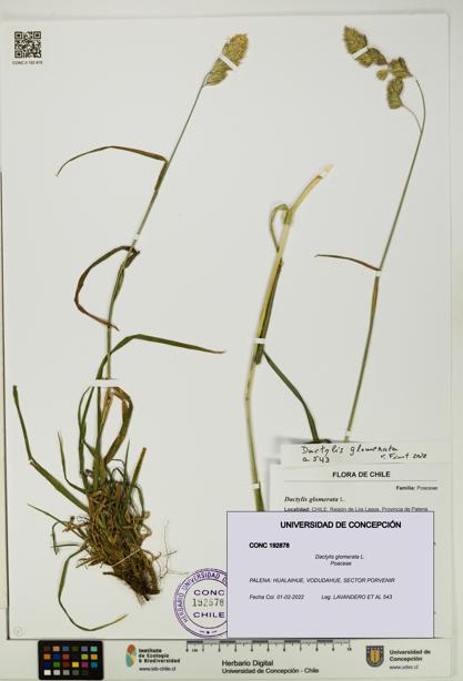 Dactylis glomerata [Espécimen: UDEC:CONC:0192878]