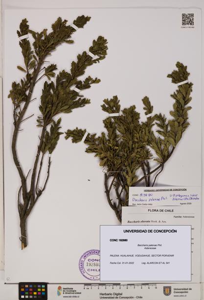 Baccharis patagonica [Espécimen: UDEC:CONC:0192880]