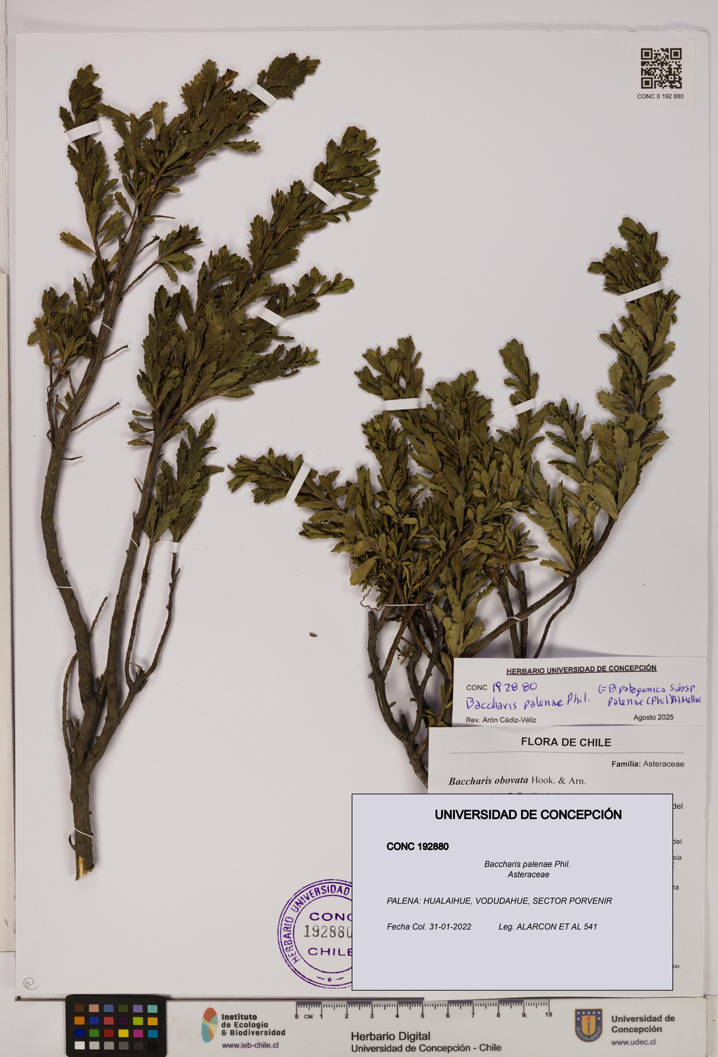 Baccharis patagonica [Espécimen: UDEC:CONC:0192880]