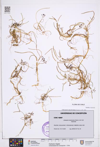 Lilaeopsis macloviana [Espécimen: ]