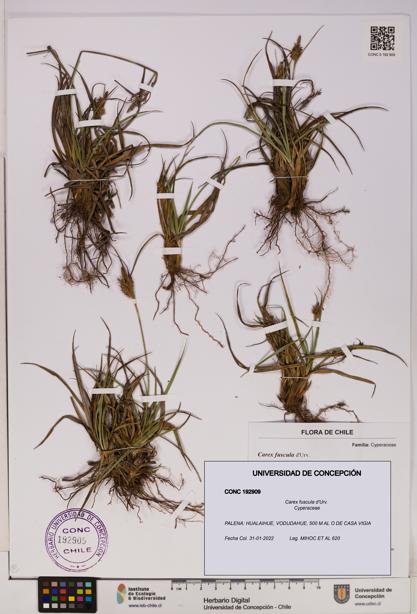 Carex fuscula [Espécimen: UDEC:CONC:0192909]