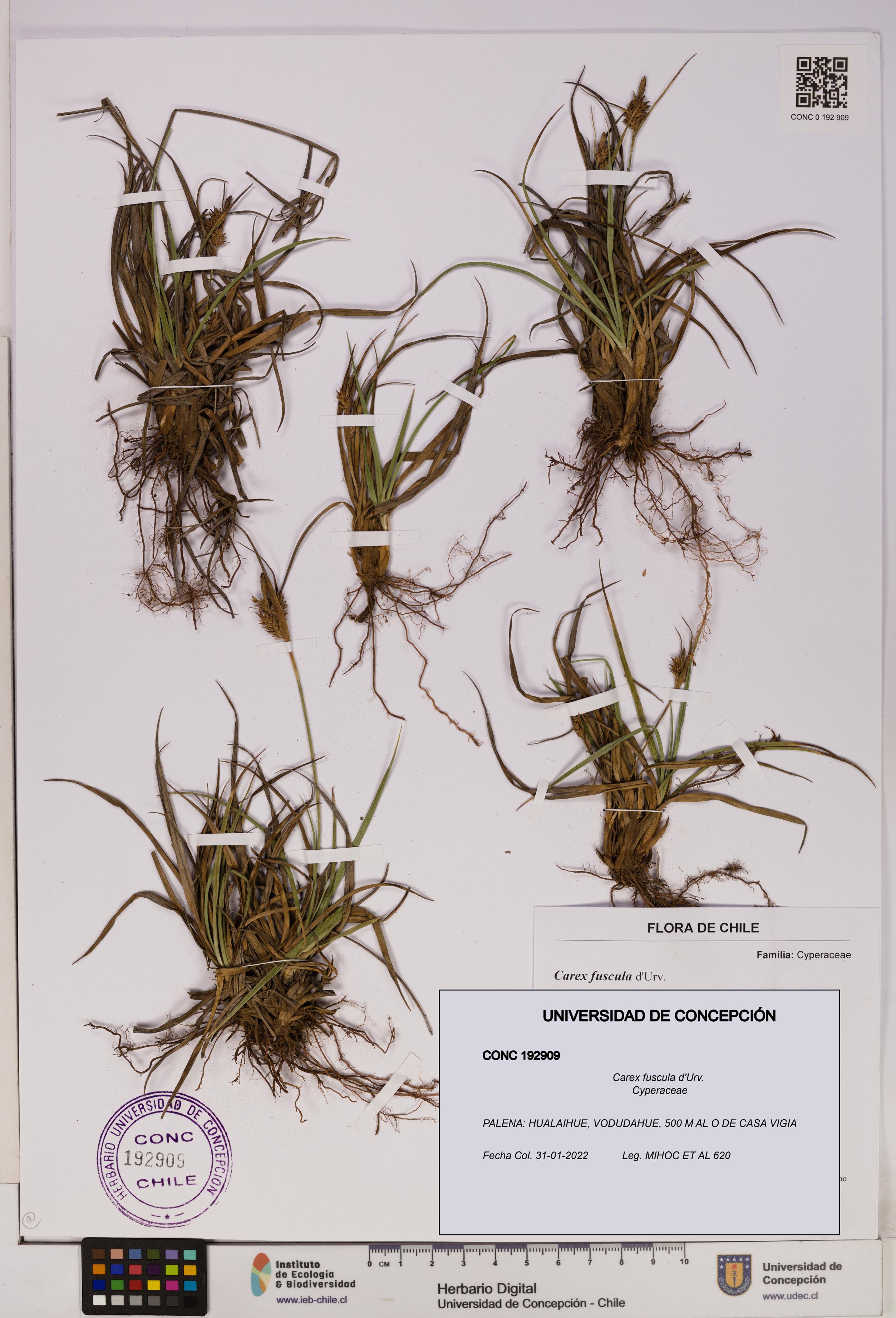 Carex fuscula [Espécimen: UDEC:CONC:0192909]