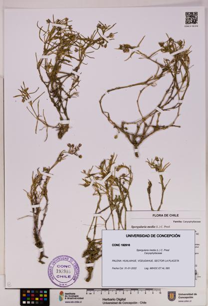 Spergularia media [Espécimen: UDEC:CONC:0192916]