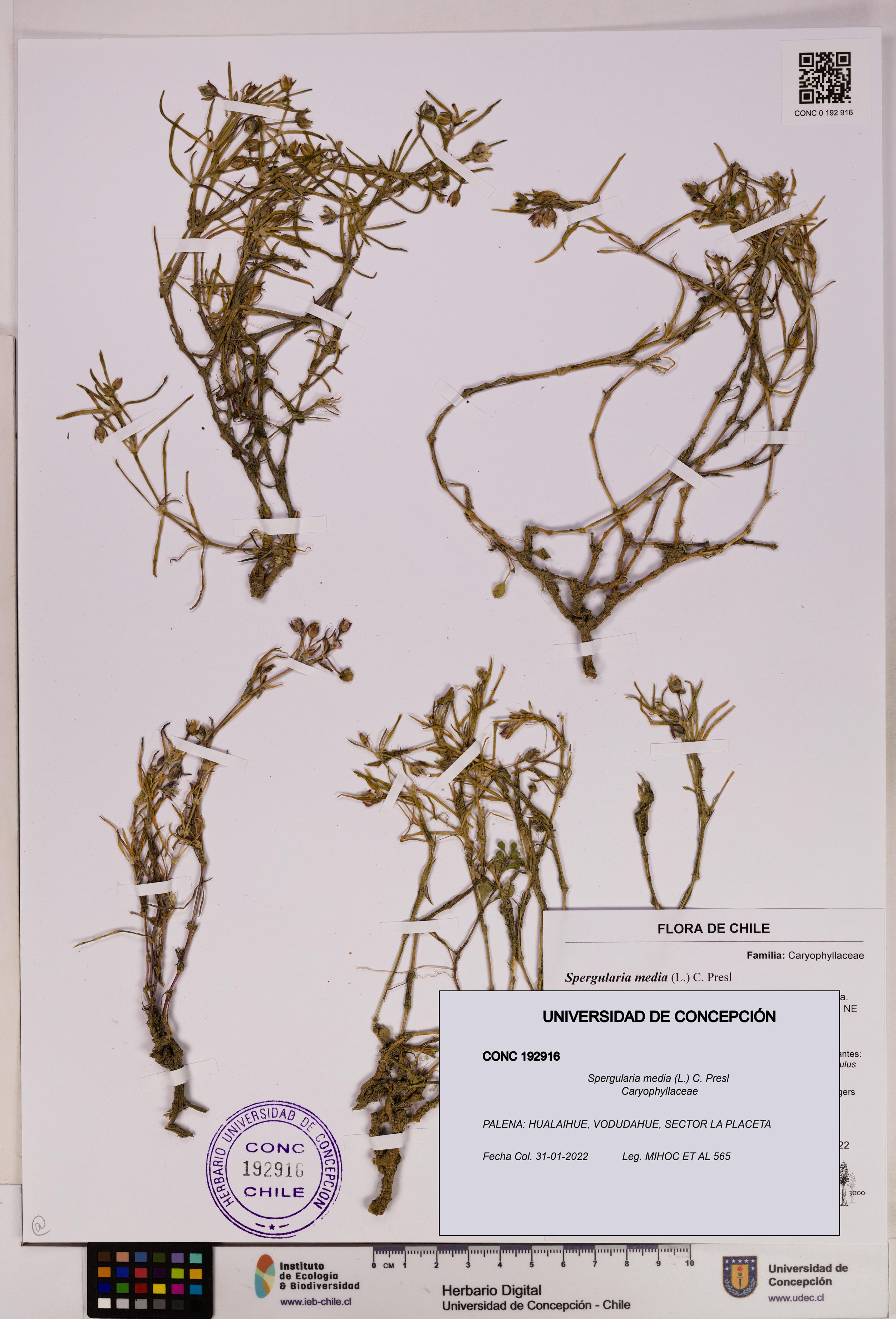Spergularia media [Espécimen: UDEC:CONC:0192916]