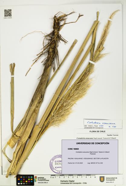 Cortaderia araucana [Espécimen: UDEC:CONC:0192923]