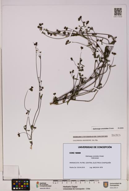 Galinsoga unxioides [Espécimen: UDEC:CONC:0192928]