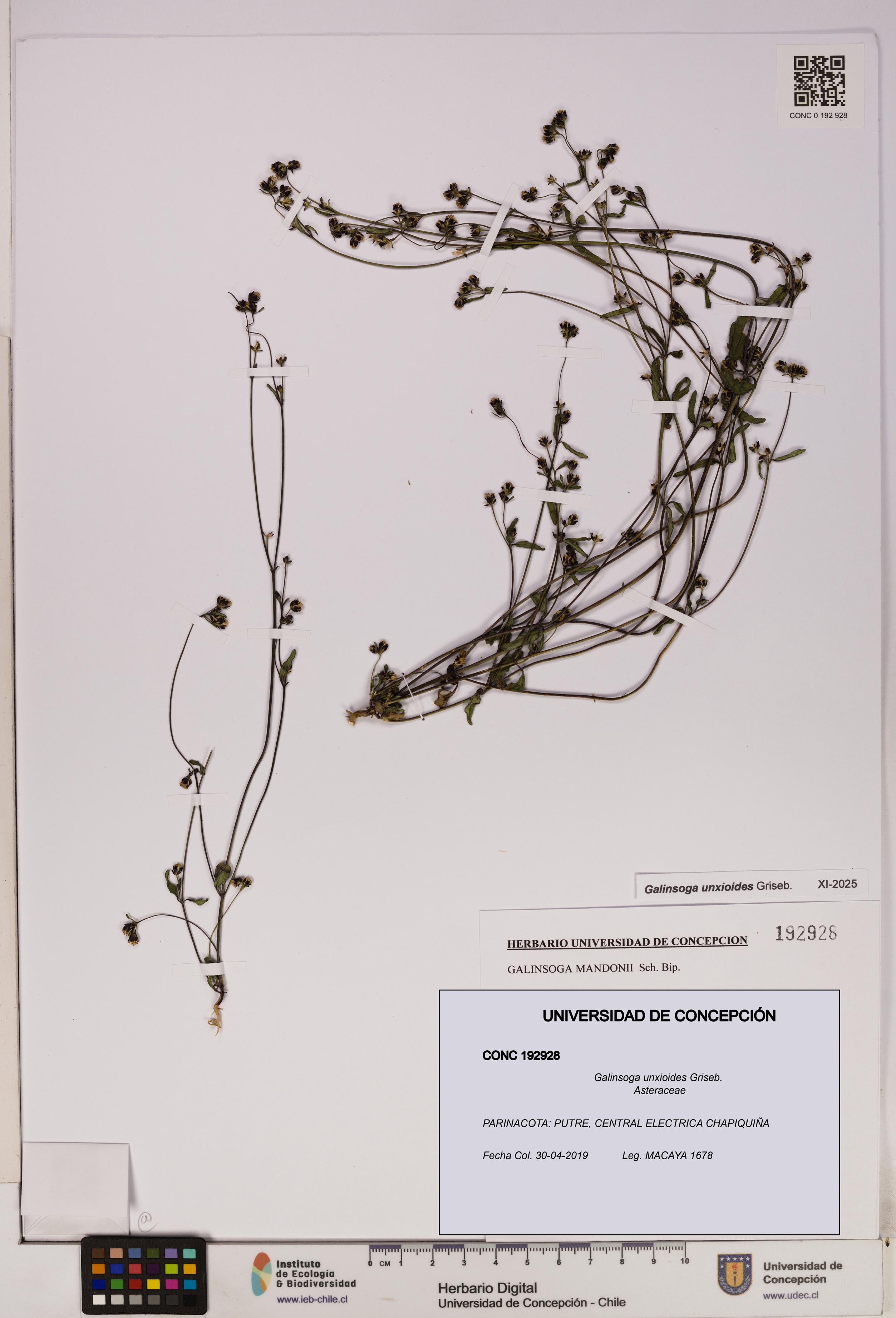 Galinsoga unxioides [Espécimen: UDEC:CONC:0192928]