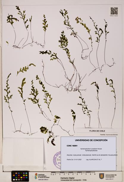 Hymenophyllum cuneatum [Espécimen: UDEC:CONC:0192931]