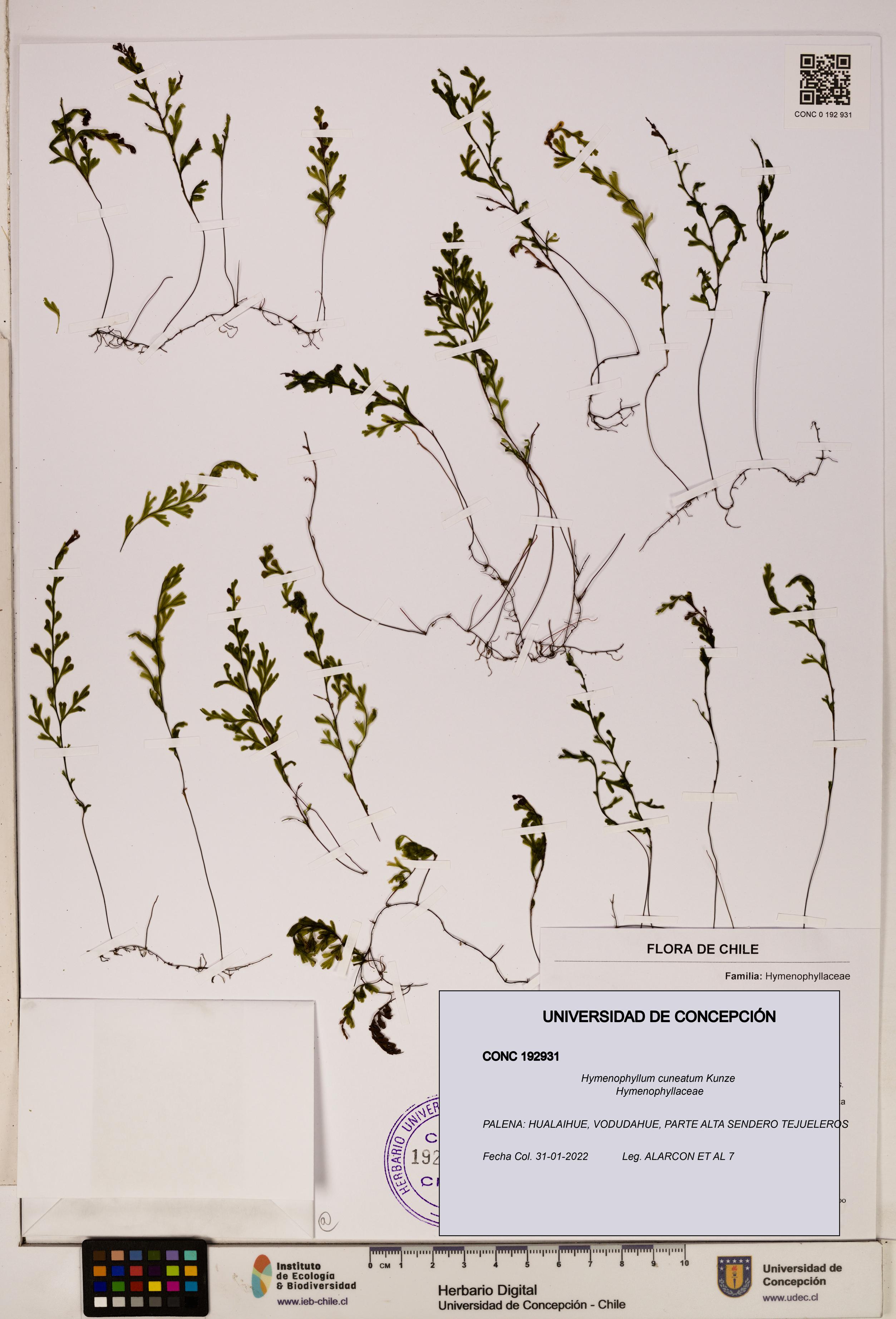 Hymenophyllum cuneatum [Espécimen: UDEC:CONC:0192931]