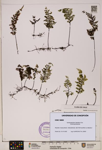 Hymenophyllum dentatum [Espécimen: UDEC:CONC:0192933]