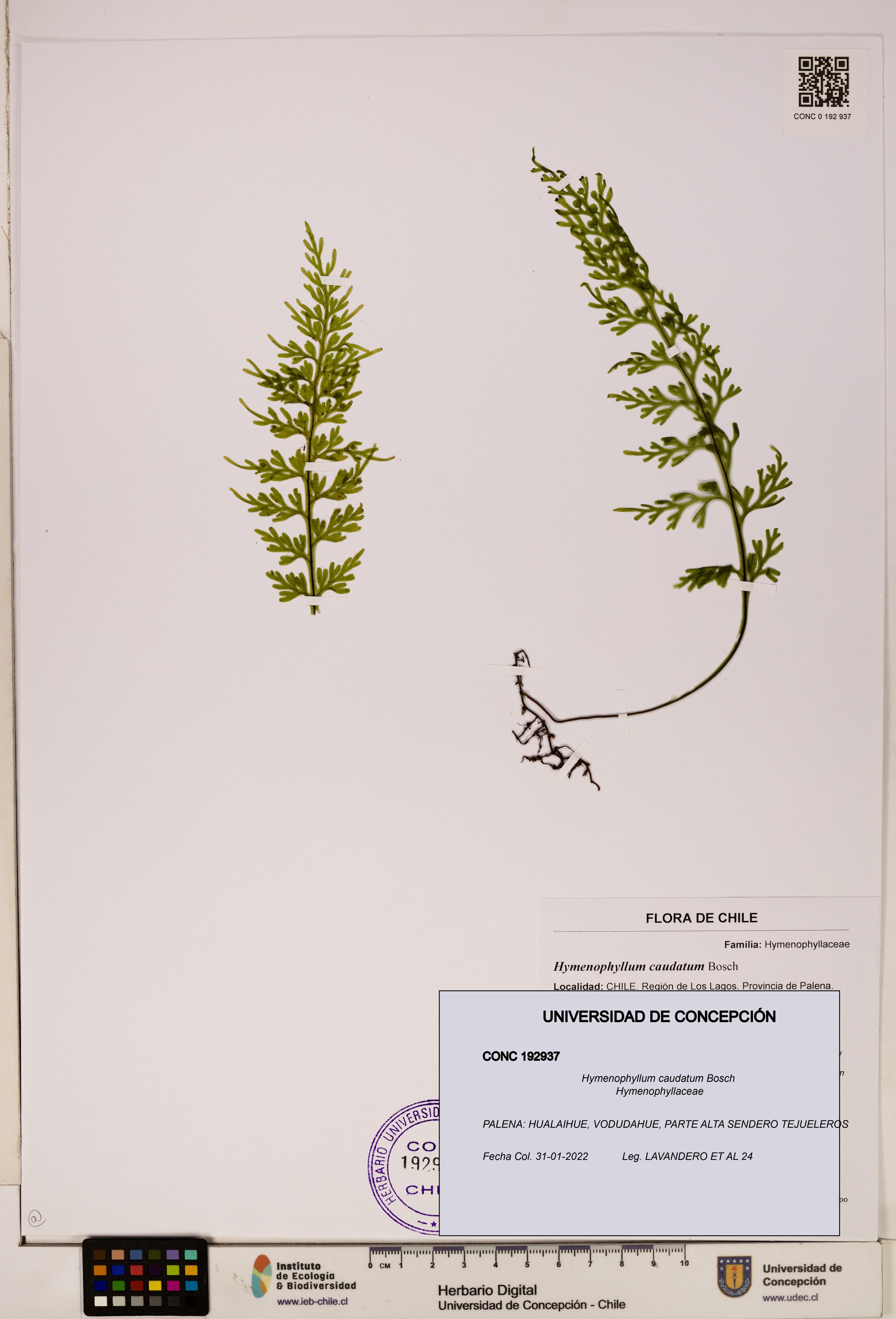Hymenophyllum caudatum [Espécimen: UDEC:CONC:0192937]