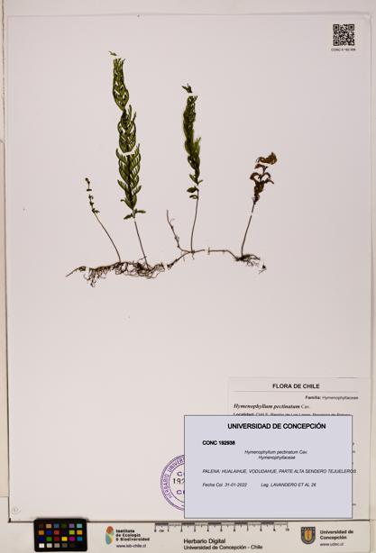 Hymenophyllum pectinatum [Espécimen: ]