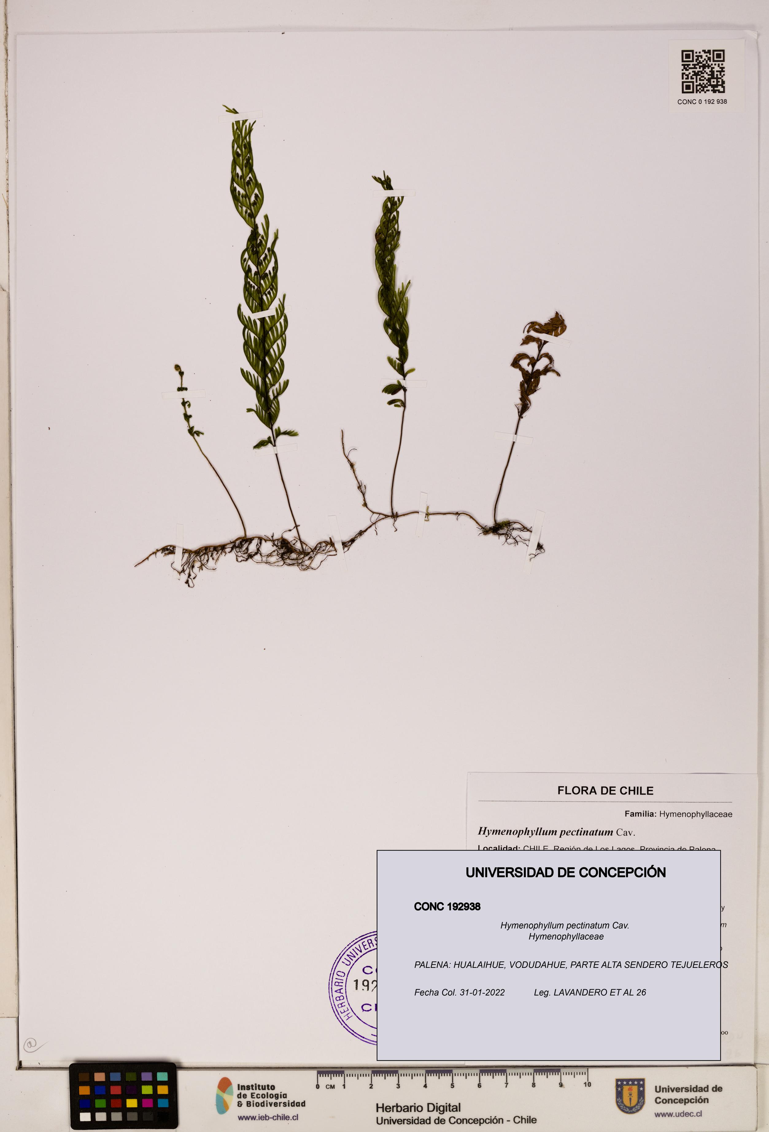 Hymenophyllum pectinatum [Espécimen: ]