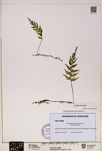 Hymenophyllum krauseanum [Espécimen: ]