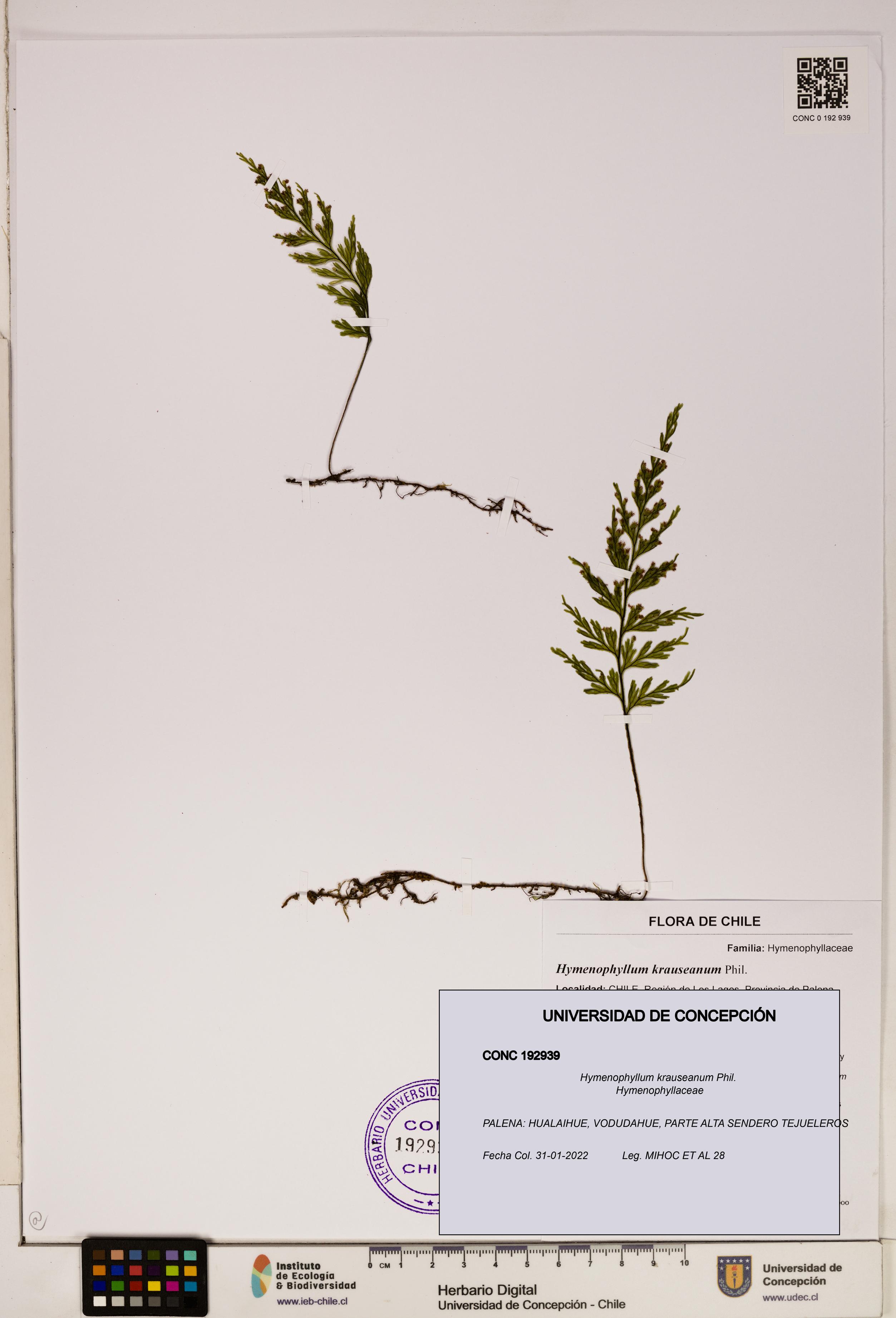 Hymenophyllum krauseanum [Espécimen: ]