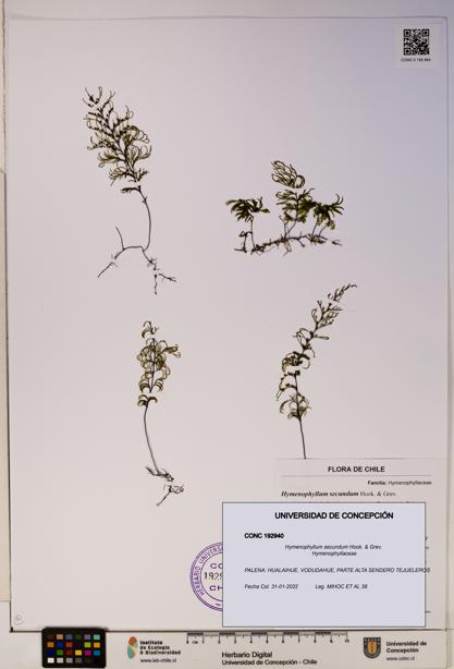 Hymenophyllum secundum [Espécimen: ]