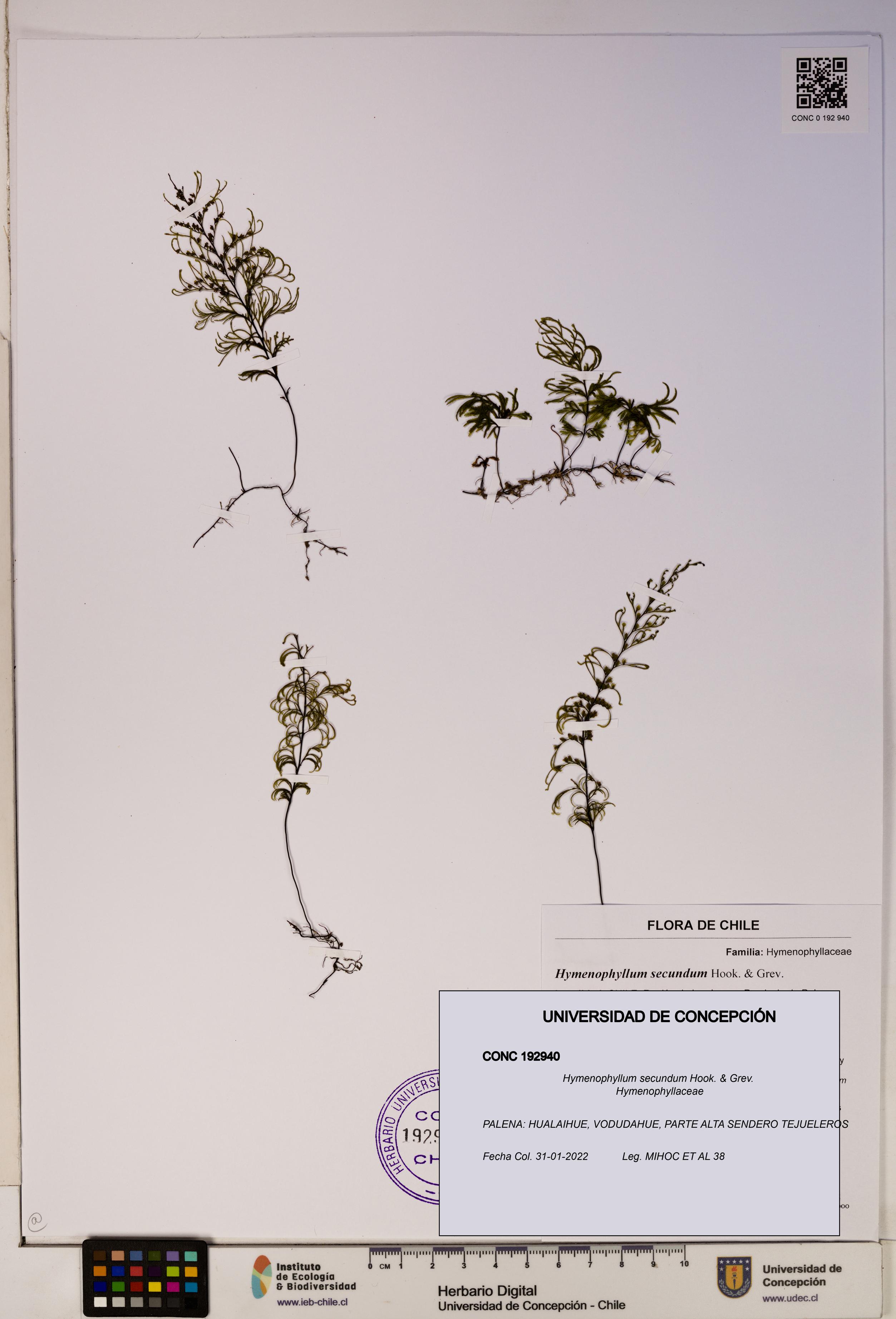 Hymenophyllum secundum [Espécimen: ]