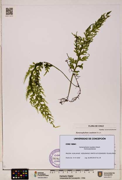 Hymenophyllum caudatum [Espécimen: UDEC:CONC:0192941]