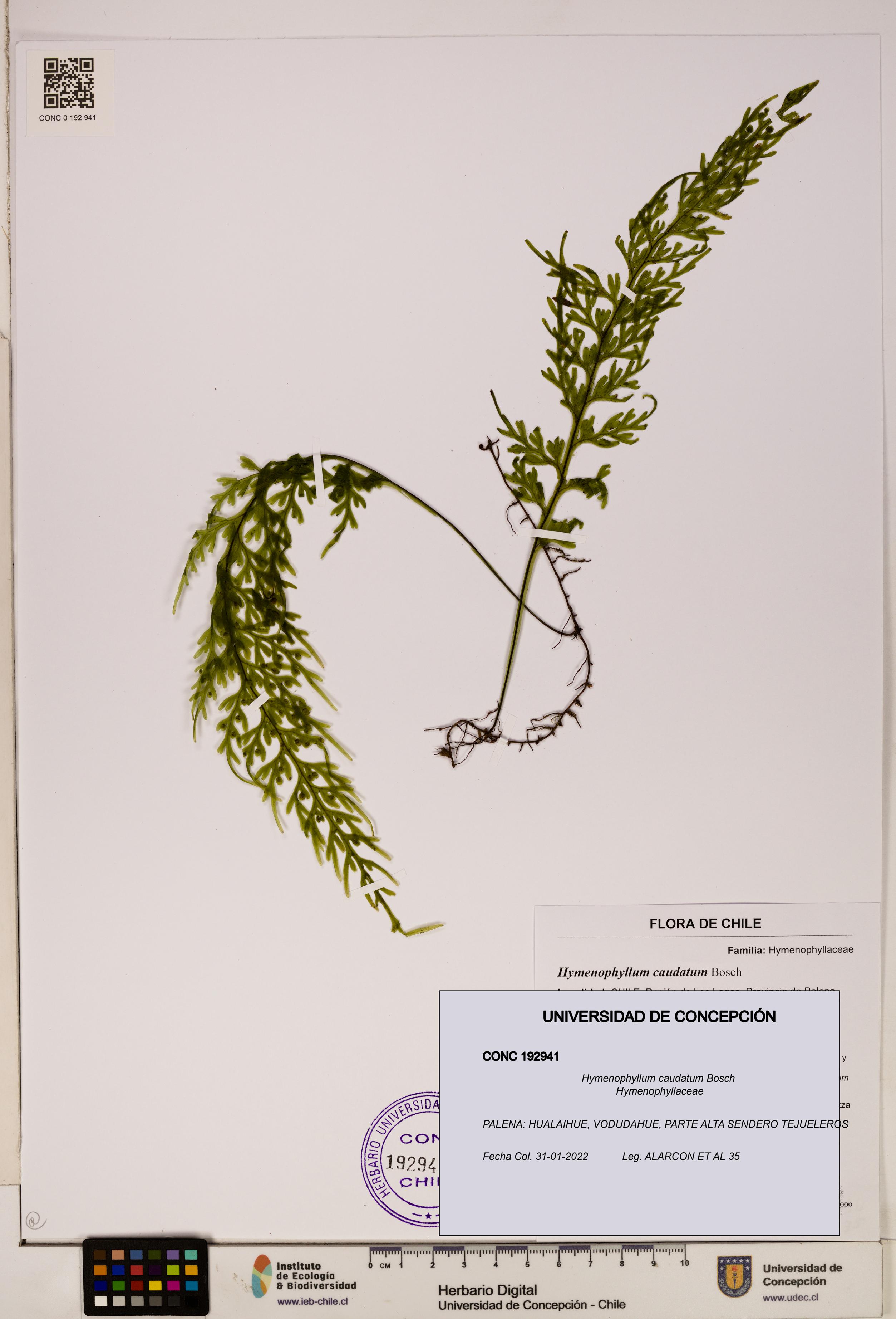 Hymenophyllum caudatum [Espécimen: UDEC:CONC:0192941]