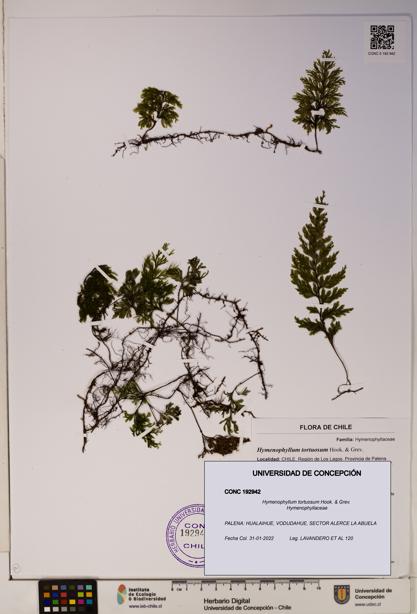 Hymenophyllum tortuosum [Espécimen: ]