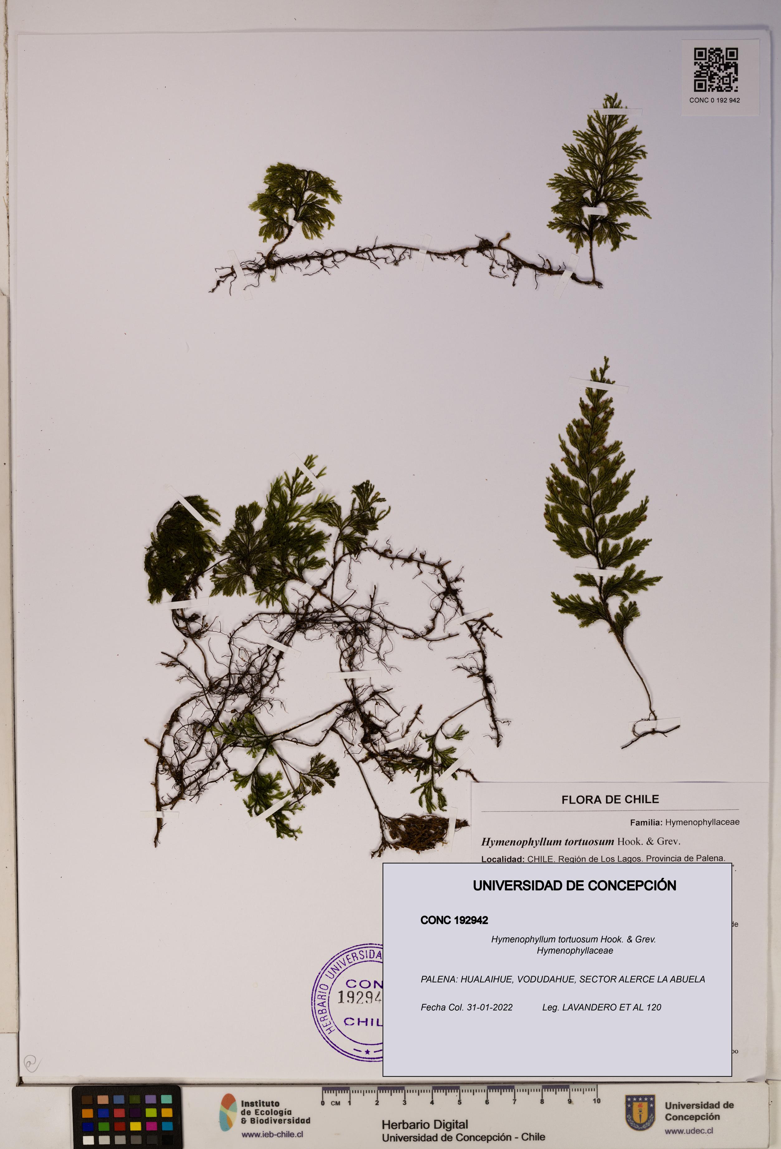 Hymenophyllum tortuosum [Espécimen: ]