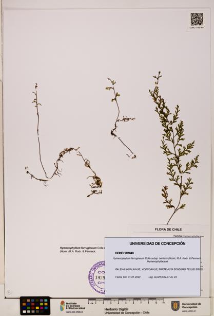Hymenophyllum ferrugineum [Espécimen: UDEC:CONC:0192943]