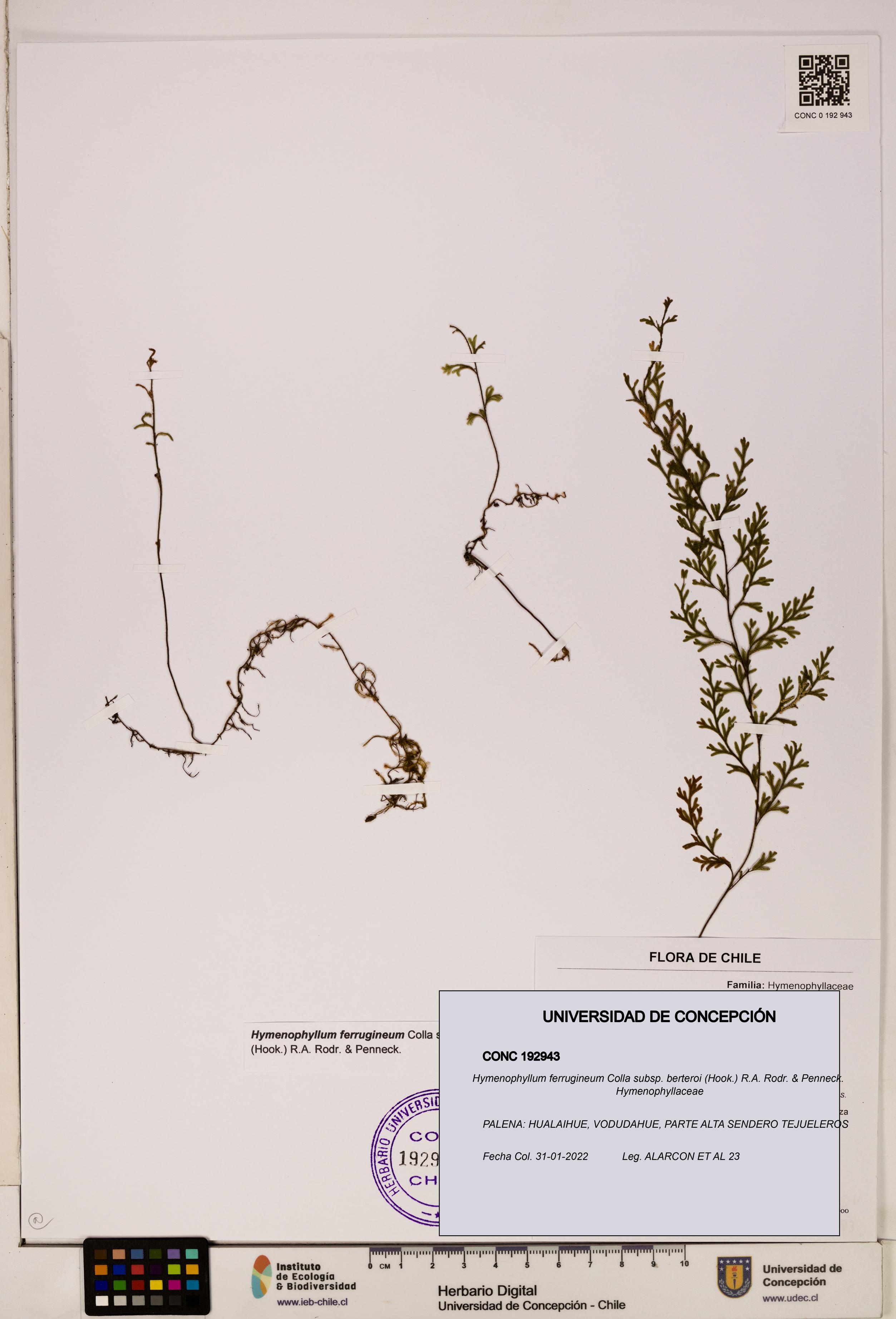 Hymenophyllum ferrugineum [Espécimen: UDEC:CONC:0192943]