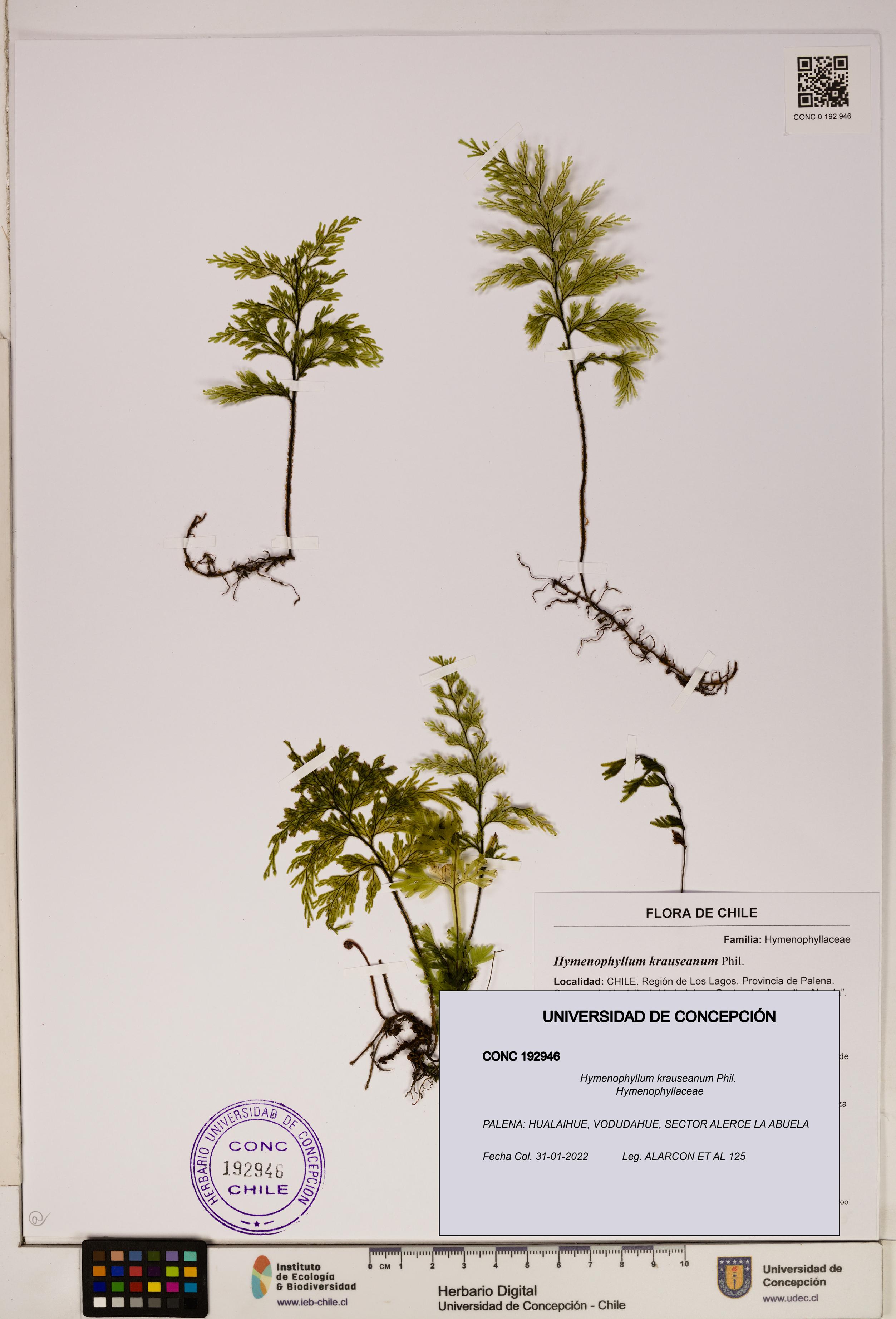 Hymenophyllum krauseanum [Espécimen: ]