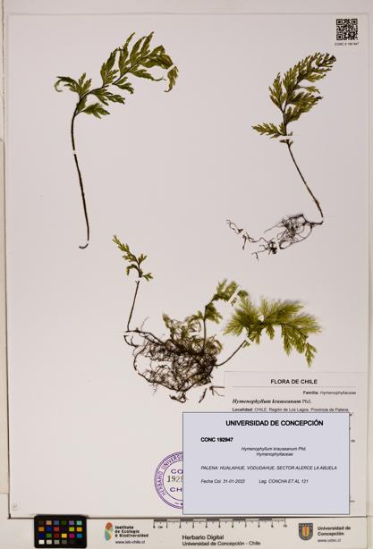 Hymenophyllum krauseanum [Espécimen: ]