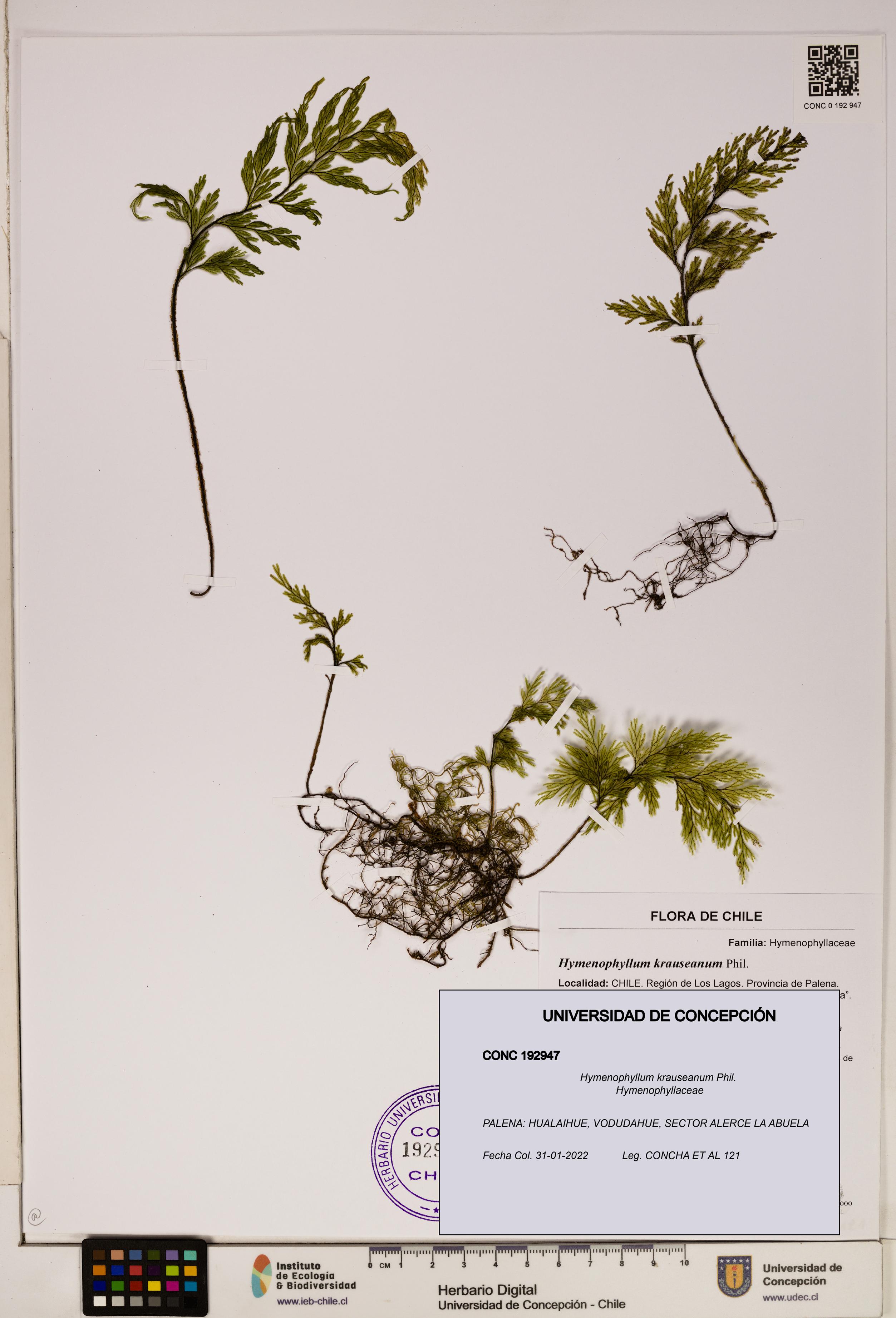 Hymenophyllum krauseanum [Espécimen: ]