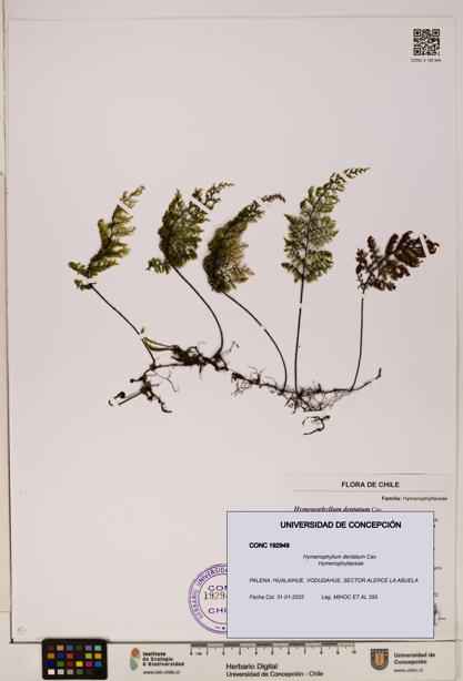 Hymenophyllum dentatum [Espécimen: UDEC:CONC:0192949]