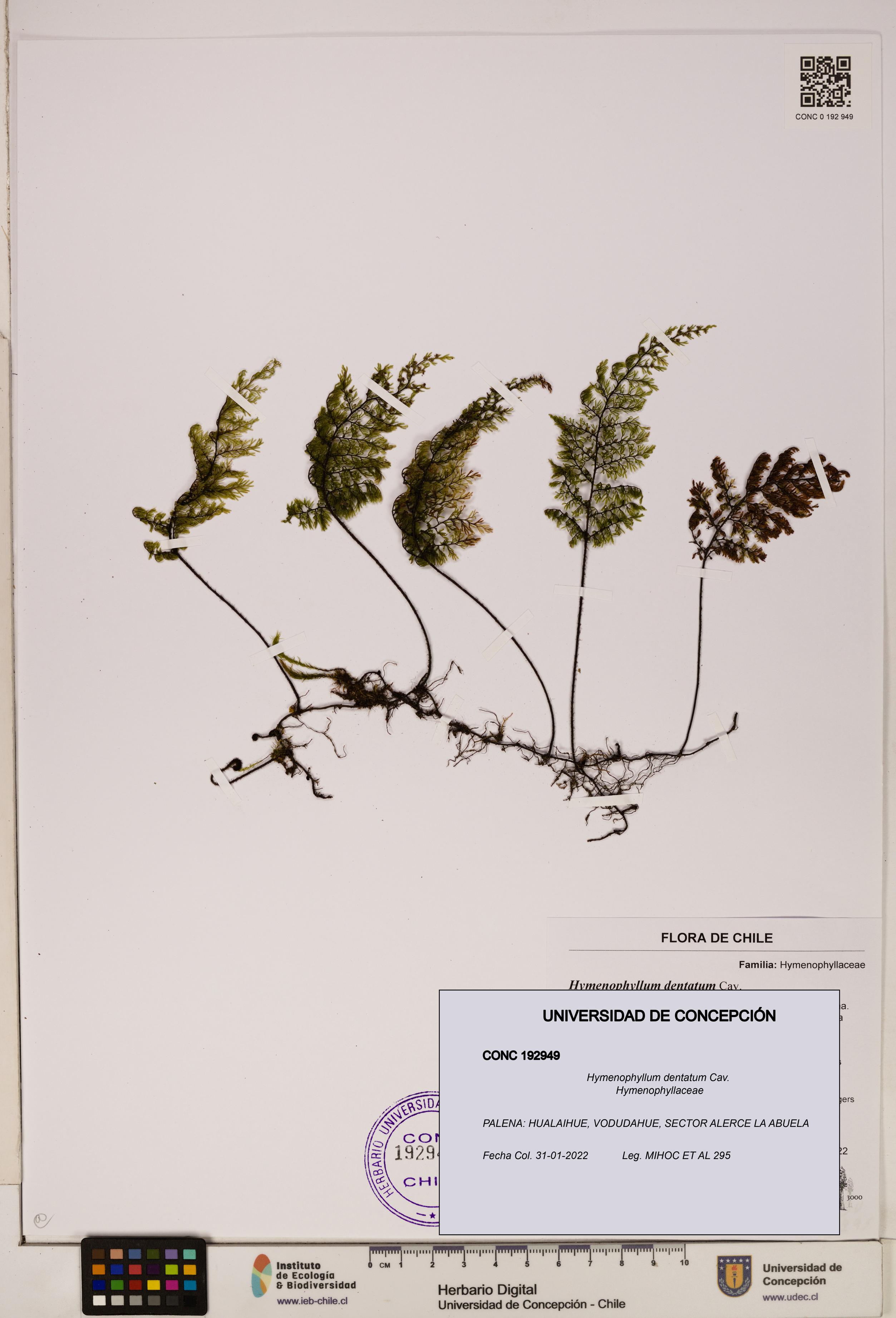 Hymenophyllum dentatum [Espécimen: UDEC:CONC:0192949]