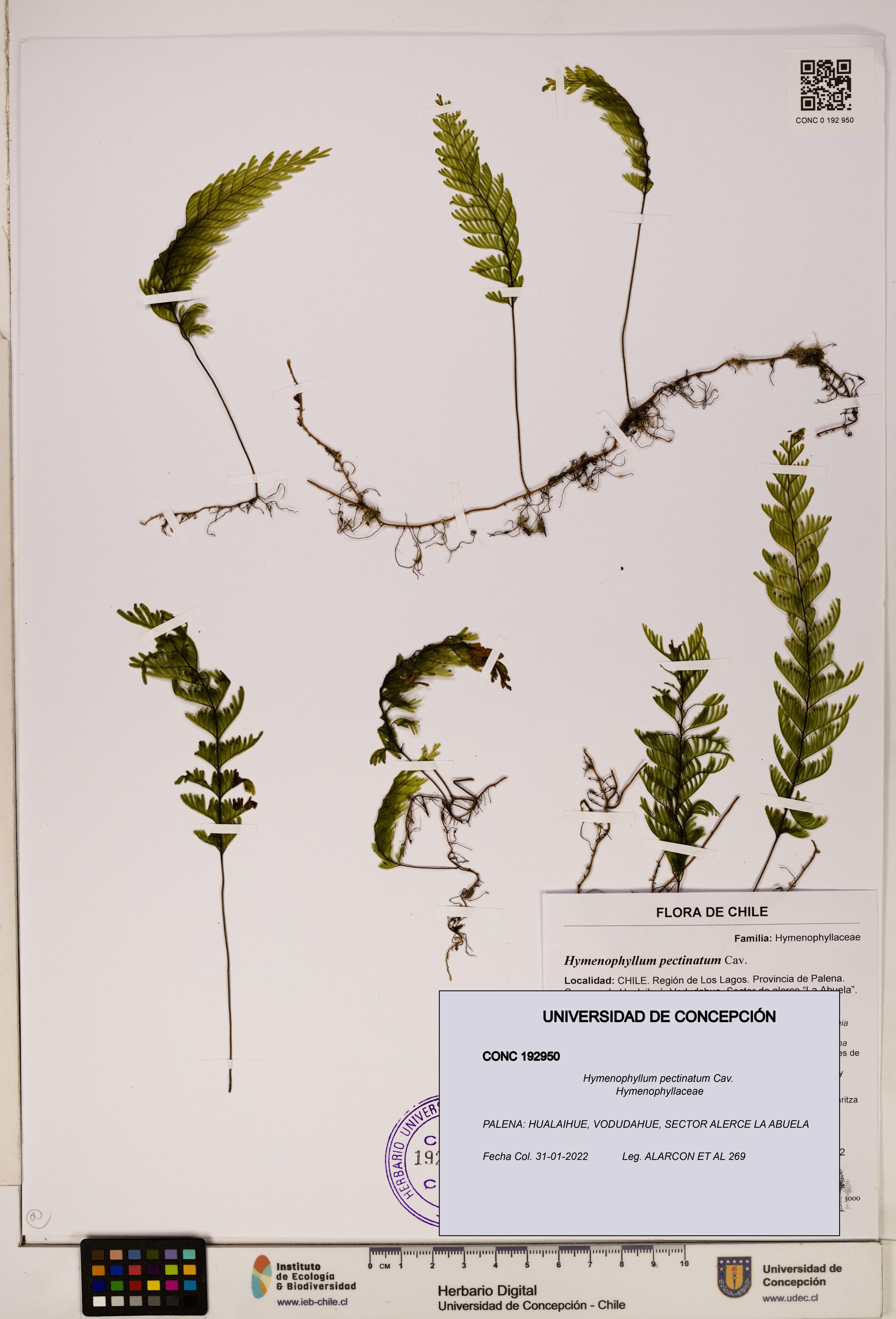 Hymenophyllum pectinatum [Espécimen: ]