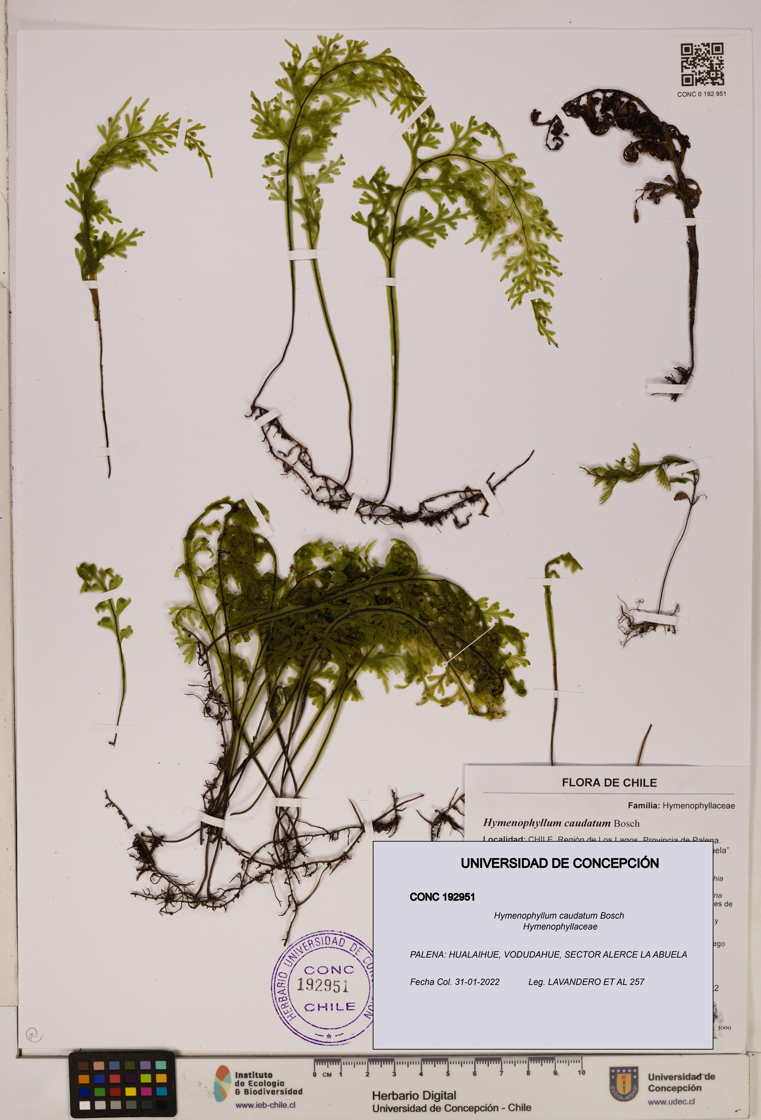 Hymenophyllum caudatum [Espécimen: UDEC:CONC:0192951]