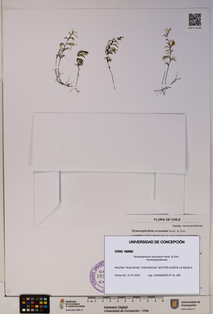 Hymenophyllum secundum [Espécimen: ]