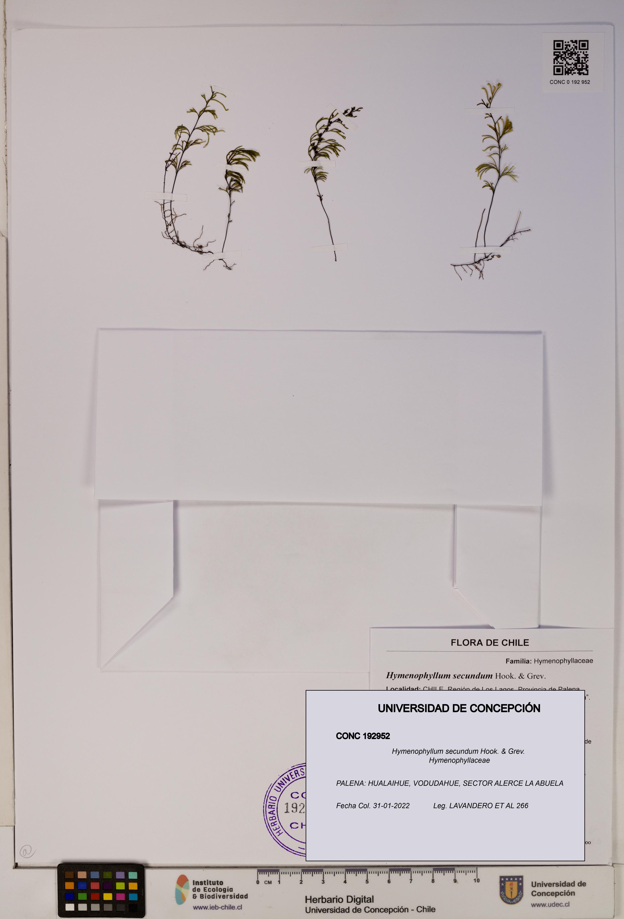 Hymenophyllum secundum [Espécimen: ]