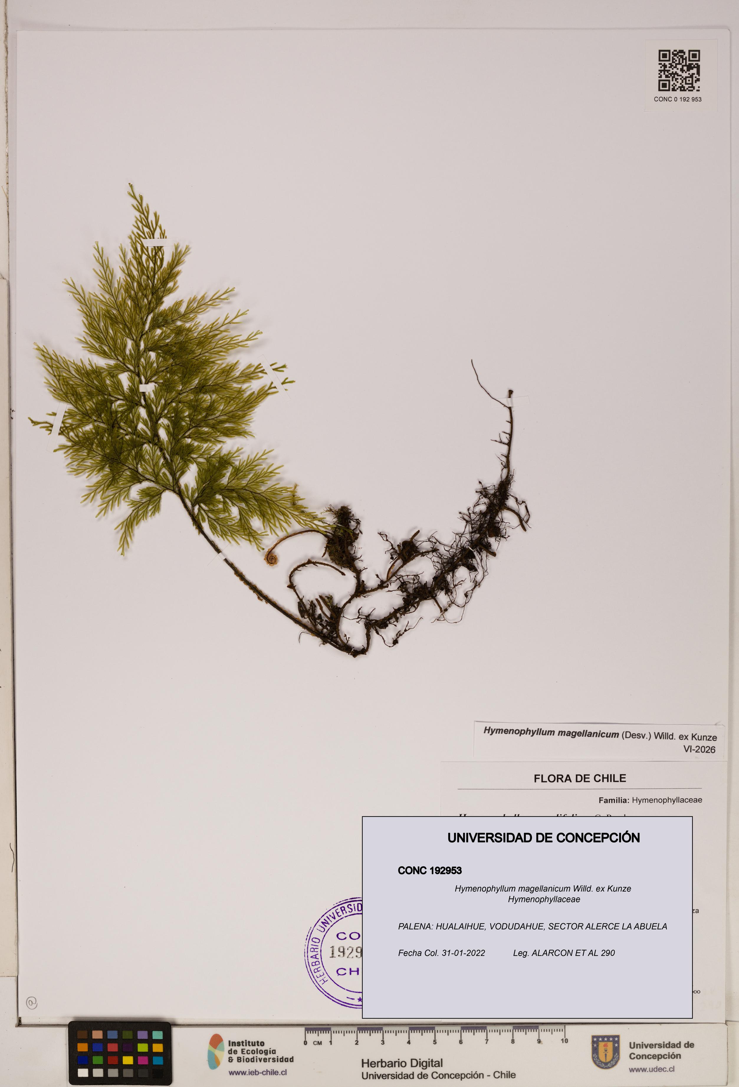 Hymenophyllum magellanicum [Espécimen: ]